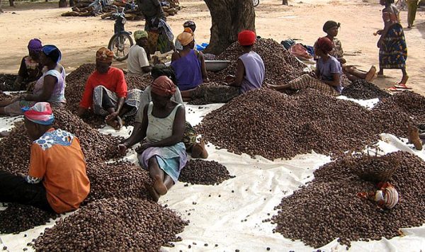 Séchage des amandes